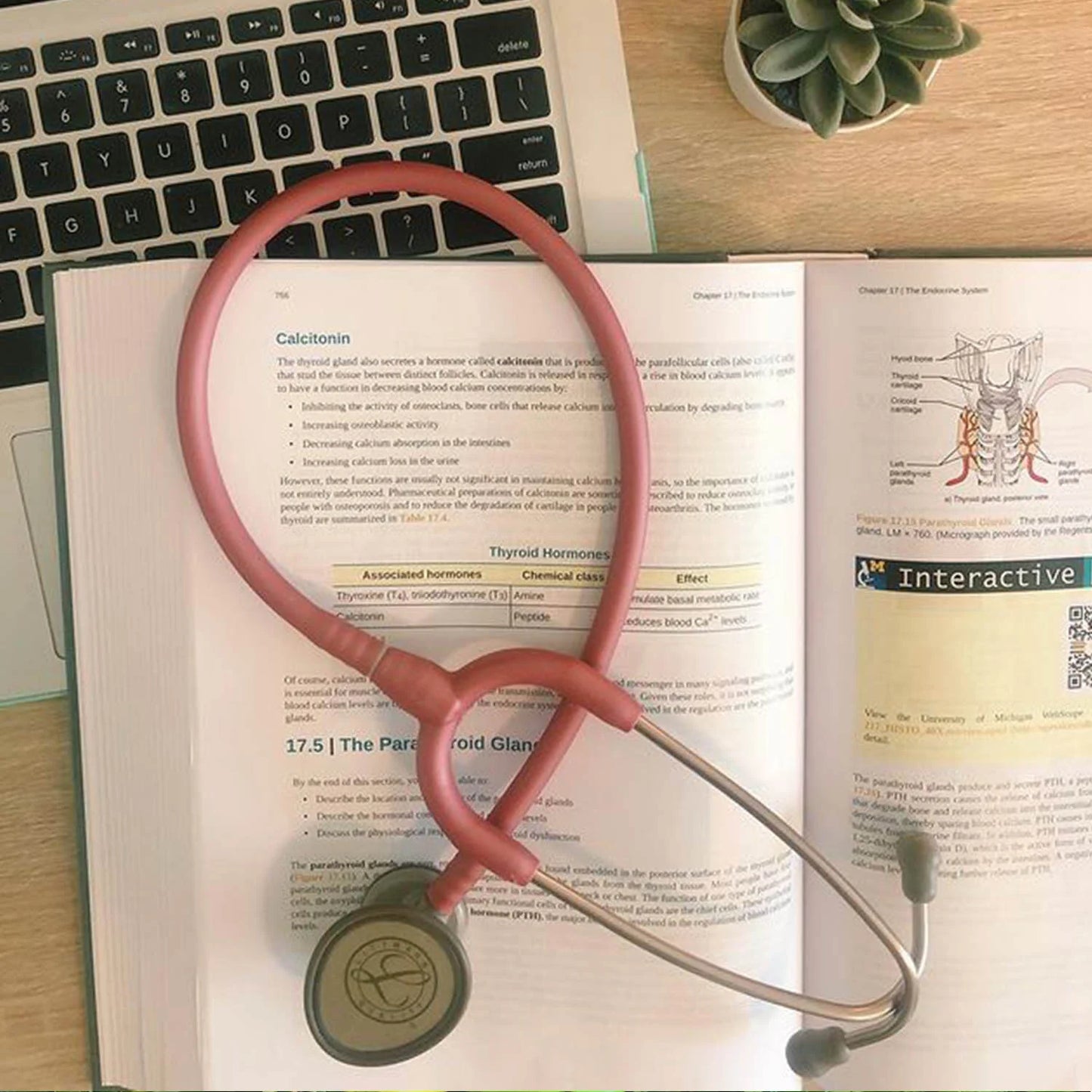 Littmann Lightweight II S.E. Stethoscope: Bubblegum Pink 2456 3M Littmann